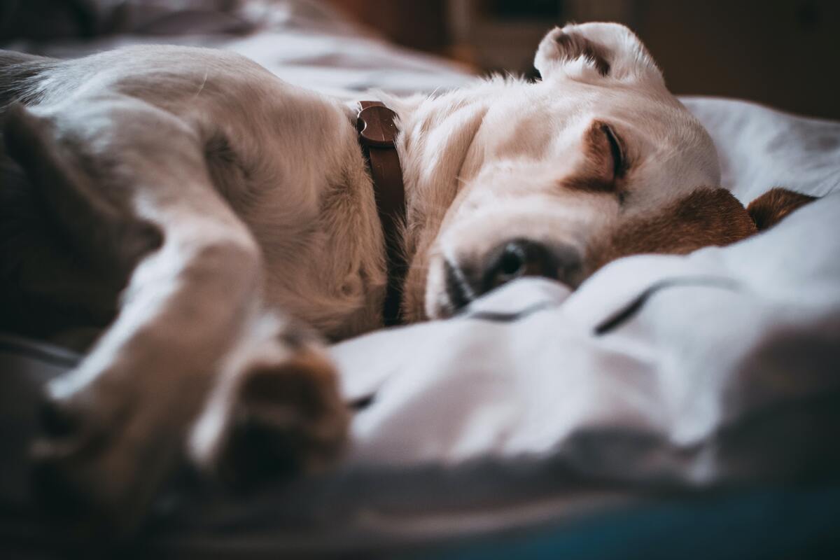 6 causes de mal au ventre chez le chien que vous ne soupçonnez pas Sunfide