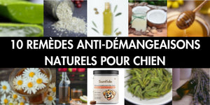 Mon chien se gratte : quel anti-démangeaison naturel pour chien utiliser ?