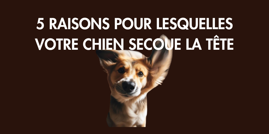 Mon chien secoue toujours la tête : pourquoi ?