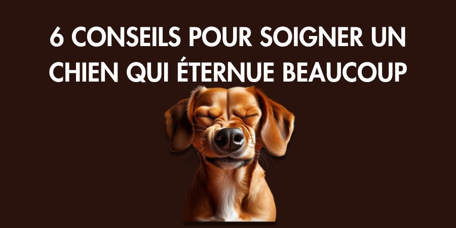 6 conseils pour soigner un chien qui éternue beaucoup