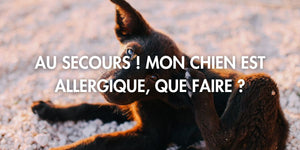 Allergies chez les chiens : ce que j’aurais aimé savoir pour m’occuper de mon toutou