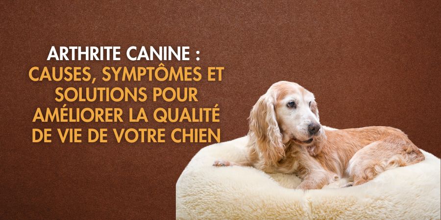 Arthrite canine : causes, traitements naturels et solutions pour améliorer la qualité de vie