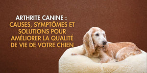 Arthrite canine : causes, traitements naturels et solutions pour améliorer la qualité de vie