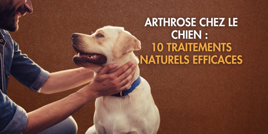 Arthrose chez le chien : 10 traitements naturels efficaces