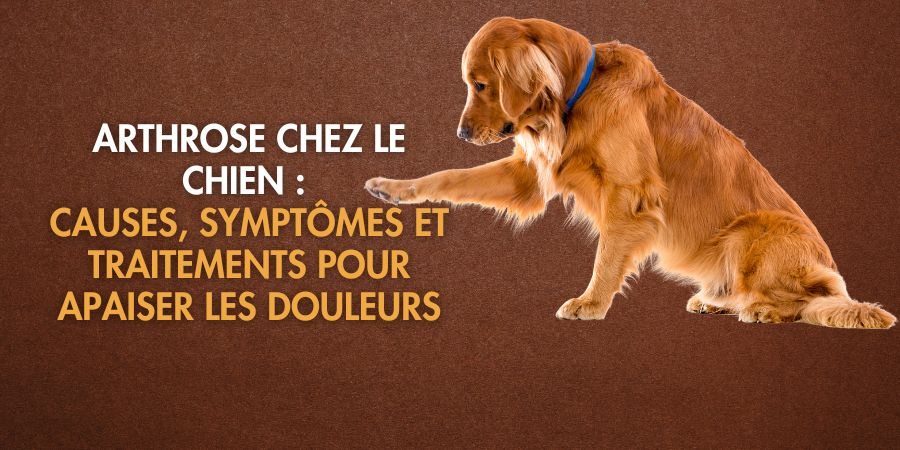 Arthrose chez le chien : symptômes, causes et solutions pour soulager la douleur