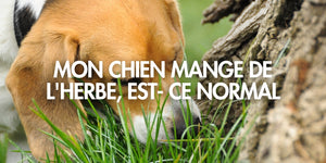 Je ne comprends pas pourquoi mon chien mange de l’herbe