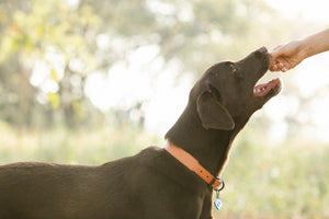 Probiotique pour chien naturel : un soutien digestif essentiel pour votre animal