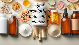 Comment choisir le bon probiotique pour votre chien : Guide d'achat