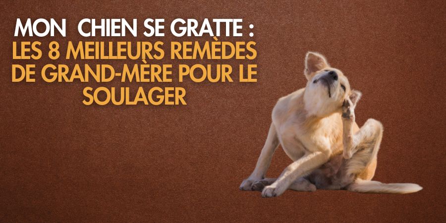 Mon chien se gratte : les meilleurs remèdes de grand-mère pour le soulager