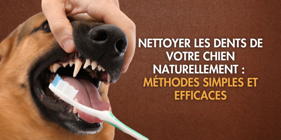 Nettoyer les dents de votre chien naturellement : pourquoi et comment s’y prendre facilement