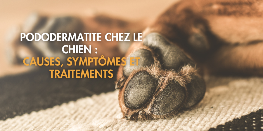 Pododermatite chez le chien : Qu’est-ce que c’est et comment la reconnaître ?