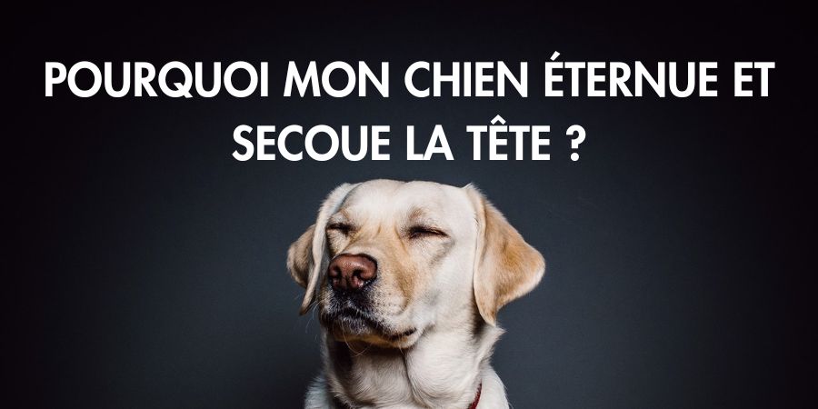 Pourquoi mon chien éternue et secoue la tête et que faire ?