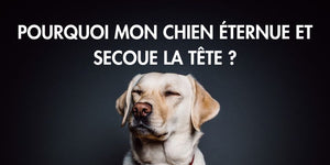 Pourquoi mon chien éternue et secoue la tête et que faire ?