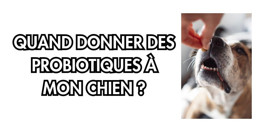 Quand donner des probiotiques à un chien ?