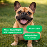 Complément Anti-Démangeaisons pour Chien (60 Délicieuses Friandises Naturelles au Poisson)