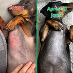 Complément Anti-Démangeaisons pour Chien (60 Délicieuses Friandises Naturelles au Poisson)