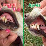 Poudre Dentaire - Haleine Fraîche et Dents Saines (60 Dosettes (120g) - Doseur Inclus - Pour Chien de plus de 3 mois)