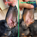 Complément Anti-Démangeaisons pour Chien (60 Délicieuses Friandises Naturelles au Poisson)