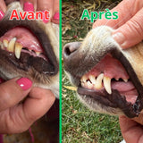 Poudre Dentaire - Haleine Fraîche et Dents Saines